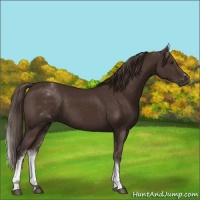Horse Color:White Spotted Liver Chestnut Sabino 