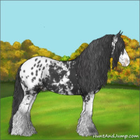 Horse Color:Black Sabino Appaloosa 