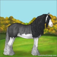 Horse Color:Black Splash Rabicano 