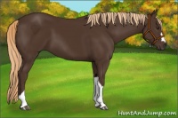 Horse Color:Liver Chestnut 