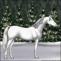 Horse Color:Perlino Sabino  and Perlino Sabino Appaloosa 