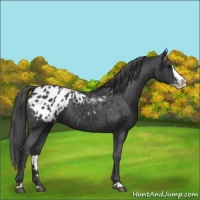 Horse Color:Black Splash Appaloosa 