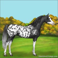 Horse Color:Black Splash Appaloosa 