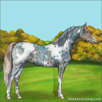 Horse Color:White Spotted Liver Chestnut Ice Pearl 