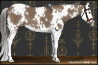 Horse Color:White Spotted Liver Red Dun Sabino Splash Varnish 