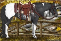 Horse Color:Black Tobiano Near Fewspot 