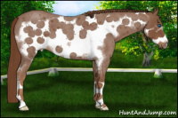 Horse Color:Red Roan Frame