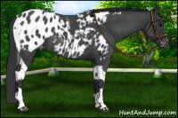 Horse Color:Blue Roan Tobiano Near Leopard 
