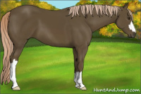 Horse Color:Chocolate Palomino 