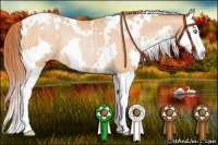 Horse Color:White Spotted Buckskin Pearl Splash Appaloosa Rabicano