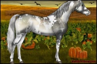 Horse Color:White Spotted Silver Smoky Blue Onyx Chinchilla 