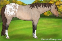 Horse Color:Bay Roan Dun Appaloosa