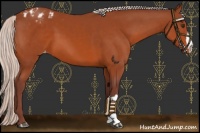 Horse Color:Chocolate Silver Brown Appaloosa 