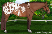 Horse Color:Chocolate Bay Appaloosa 