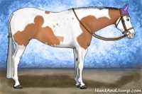 Horse Color:Bay Splash Tobiano 