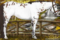 Horse Color:Buckskin Frame Appaloosa 