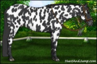 Horse Color:Black Near Leopard 