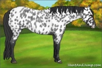 Horse Color:Blue Roan Near Leopard 