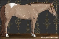 Horse Color:Classic Champagne Appaloosa 