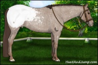 Horse Color:Classic Champagne Roan Snowcap 