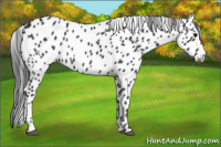 Horse Color:Black Appaloosa