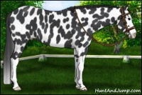 Horse Color:Black Splash Leopard 