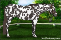 Horse Color:Smoky Black Sabino Near Leopard 