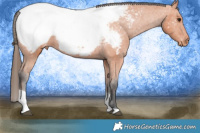 Horse Color:Bay Tobiano Appaloosa 