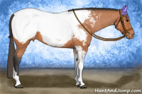 Horse Color:Bay Tobiano Appaloosa 