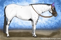 Horse Color:Black Tobiano Appaloosa 