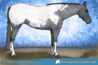 Horse Color:Blue Roan Tobiano Appaloosa