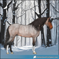 Horse Color:Brown Roan Rabicano 