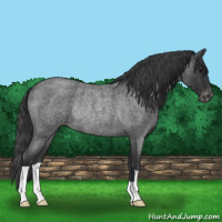 Horse Color:Blue Roan Varnish Rabicano 