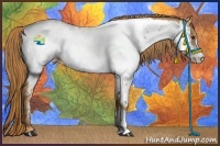 Horse Color:Chestnut Appaloosa 
