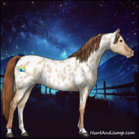 Horse Color:Red Dun Roan Appaloosa 