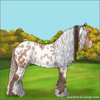 Horse Color:Sable Champagne Appaloosa  and Amber Champagne Appaloosa 