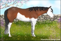 Horse Color:Bay Splash 