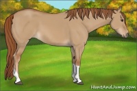 Horse Color:Red Dun Tobiano 