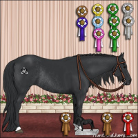 Horse Color:Black Rabicano 