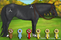 Horse Color:Black Rabicano 