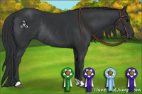Horse Color:Black Rabicano