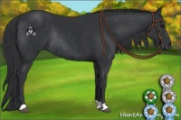 Horse Color:Black Rabicano 
