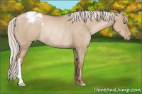 Horse Color:Silver Grullo Pearl Appaloosa Rabicano 