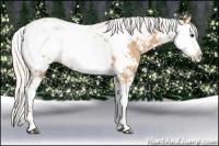 Horse Color:Silver Bay Dun Sabino Appaloosa 