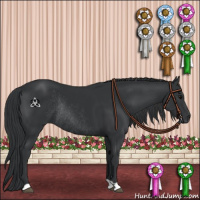 Horse Color:Black Rabicano 