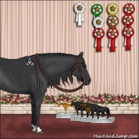 Horse Color:Black Rabicano 