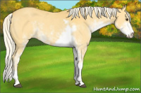 Horse Color:Palomino Sabino 