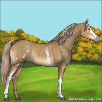 Horse Color:White Spotted Chocolate Palomino Dun 