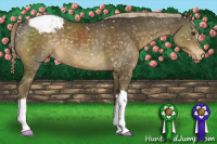Horse Color:Chocolate Palomino Snowflake Varnish