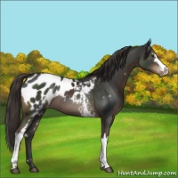 Horse Color:White Spotted Liver Chestnut Appaloosa 